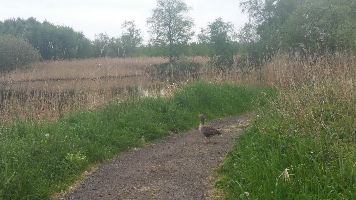 Mother duck and ducklings, Shapwick Heath nature reserve, Avalon marshes, May 11th 2018