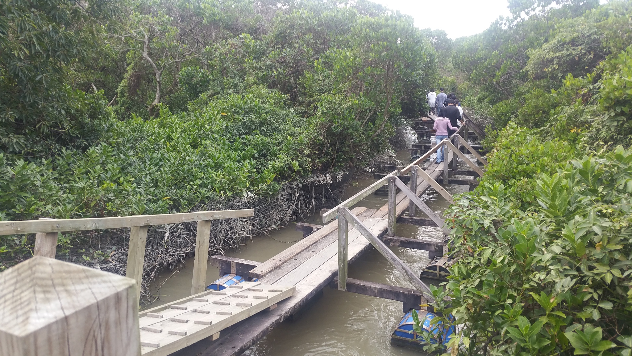 Mai Po pontoons