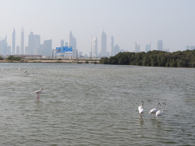 Ras al Khor 2